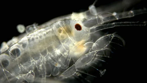 Amphipoda Macrohectopus branickii under the microscope, Macrohectopidae family Stock Footage 138980972