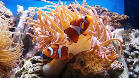 Amphiprioninae fish Video stock 123345654