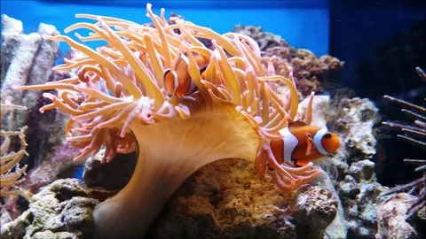 Amphiprioninae fish Stock Footage 123345657