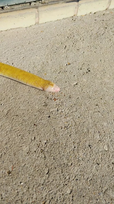 Amphisbaenias, two-headed yellow snake crawling on the ground, showing tongue. Stock Footage 309121653