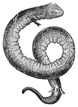 Amphiuma, conger eels or congo snake vintage engraving. Stock-Illustration