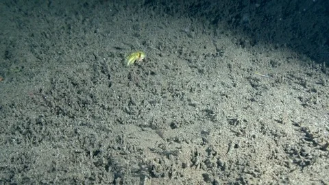 Amphora fire worm (Chloeia cf. amphora) in the night on the sand Stock Footage 89943145