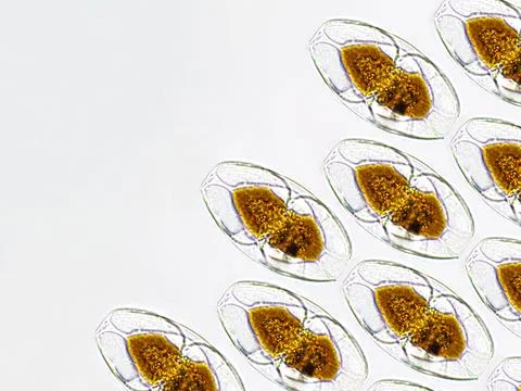 Amphora sp. algae under microscopic view pattern, Diatoms, phytoplankton, f.. Stock Photos