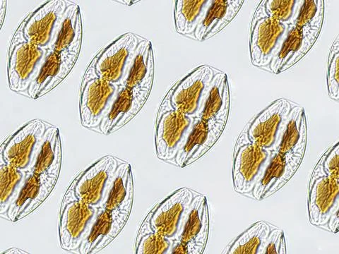 Amphora sp. algae under microscopic view pattern, Diatoms, phytoplankton, f.. Stock Photos
