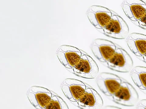 Amphora sp. algae under microscopic view pattern, Diatoms, phytoplankton, f.. Stock Photos