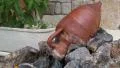 Amphora with water HD Footage
