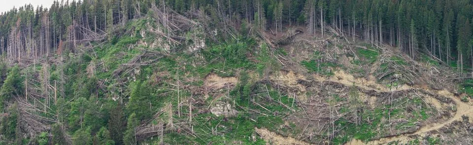Ample deforestation of mountain fir tree woods, irresponsible industrial ex.. Stock Photos
