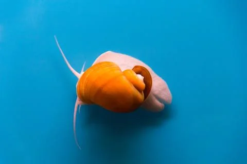 Ampulyariya Stock Photos