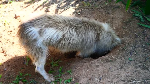 Amputated  tail dog digging hole on dirt land Stock Footage 229229150