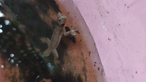 Amputated tail lizard Stockbeeldmateriaal 266368628