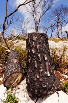 Amputated tree trunk in the wild Stock Photos