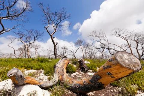 Amputated tree in the wild Stock Photos