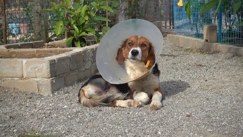 Amputee dog with protector on its neck after surgery Video stock 86799508