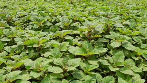 Amranthus Plants Stock Footage 333969428