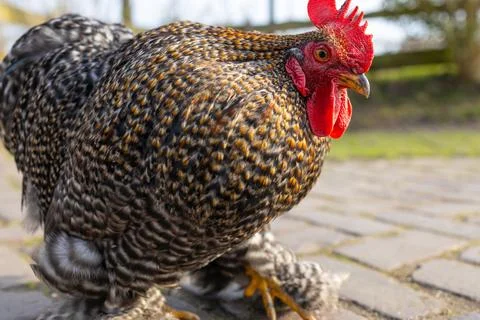 Amrock hen rooster background selective focus background blur Stock Photos