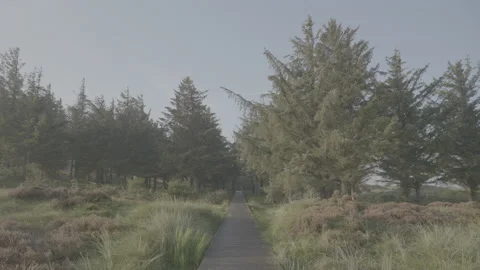 Amrum: Footbridge between trees Stock Footage 141656520