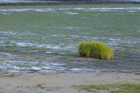 Amrum (Germany) - Mudflat Stock Photos