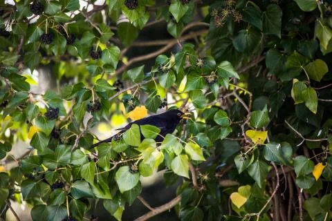 Amsel in Efeu Stock Photos