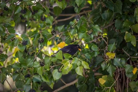 Amsel in Efeu Stock Photos