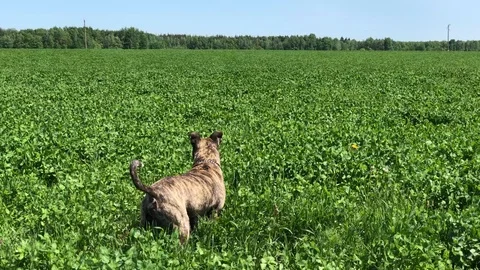 Amstaff dog digging ground and hunting in the field Stock Footage 108722487