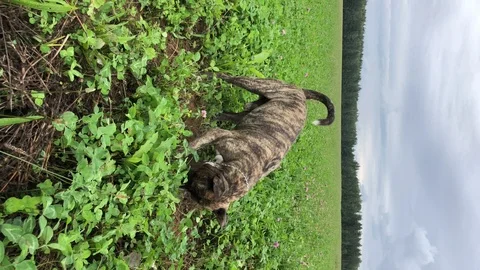 Amstaff dog digging ground in the field. Vertical orientation Stock Footage 124906042
