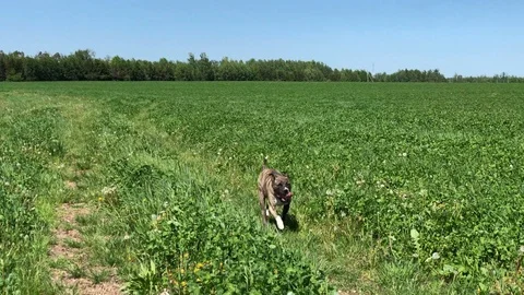 Amstaff dog running in the field Stock Footage 108722307