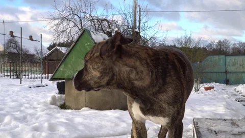 Amstaff dog shiverring from cold in the yard Stock Footage 83536033