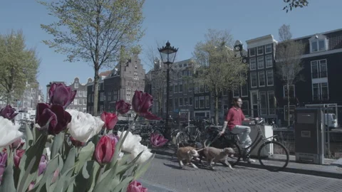 Amsterdam Dog Walker Stock Footage 138587734