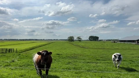 Amsterdam Forest, Cows moving across a field, in open grassy field under a Stock Footage 342750065