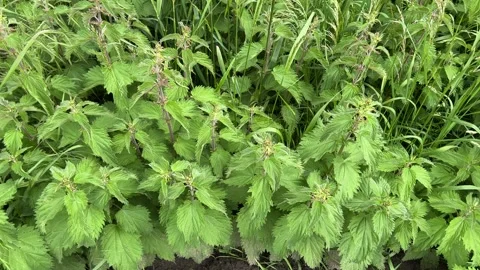 Amsterdam Forest, Dense nettle patch with subtle breeze displacement in Stock-Footage 342750144