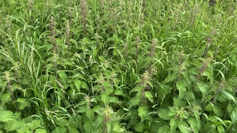 Amsterdam Forest, Dense nettle patch with subtle breeze displacement in Stock Footage 342752613