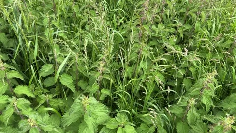 Amsterdam Forest, Dense nettle patch with subtle breeze displacement in Stock-Footage 342753923