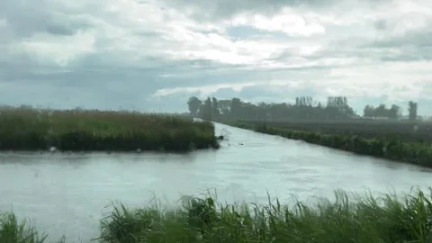 Amsterdam Forest, River landscape no action observed, in river with reeds and Stock-Footage 342751585