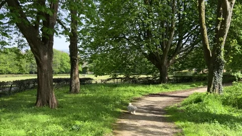Amsterdam Forest Small white dog standing on a sunny park path Stock-Footage 336962063