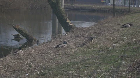 Amsterdam HD suburbs _2 Stock Footage 48960530