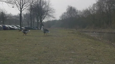 Amsterdam HD suburbs _geese Video stock 48951065