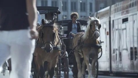 Amsterdam Horses Stockbeeldmateriaal 78179935