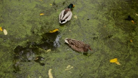 Amsterdam - Outskirts - Ducks Stock Footage 70025757