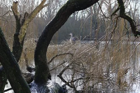 Amsterdam 스톡 사진