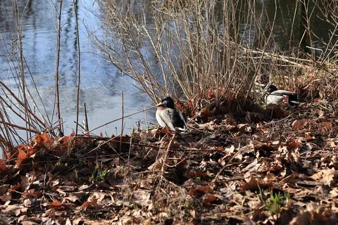Amsterdam 스톡 사진