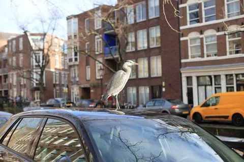 Amsterdam Foto stock