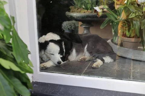 Amsterdam Foto stock