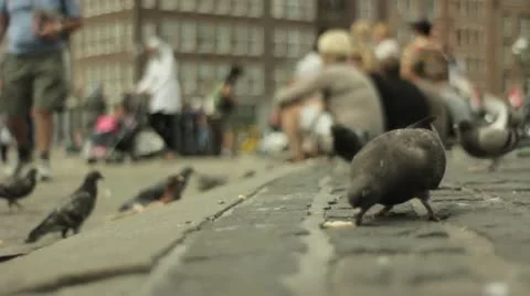 Amsterdam pigeons eating bread Stock Footage 21627221