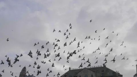 Amsterdam, pigeons flying Stock Footage 85323554