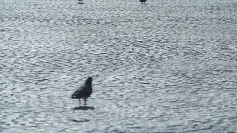 Amsterdam Pigeons Stock Footage 78180096