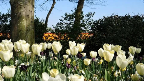 Amsterdam white Tulips close up 動画素材 107216610