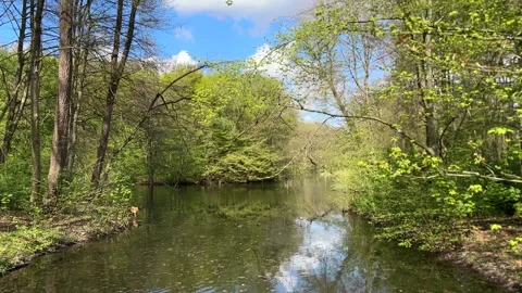Amsterdamse Bos Spring Water Reflection with Wildlife and Natural Beauty Stock Footage 334150342