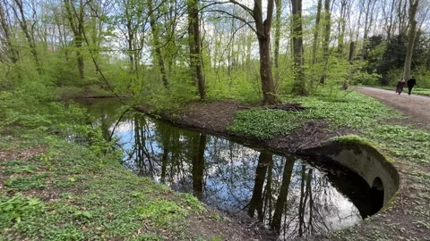Amsterdamse Bos Water Reflection and Wildlife in Peaceful Spring Setting Video stock 334149955