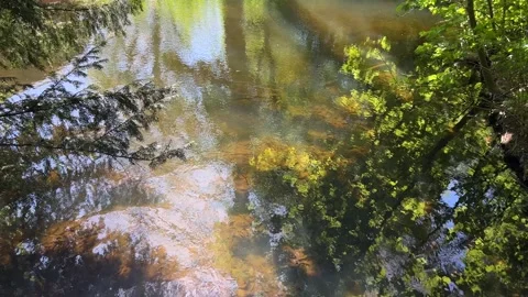 Amsterdan Forest, Amsterdam Forest, shallow woodland stream with gentle Video stock 342755739