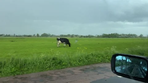Amsterdan Forest, Black-and-white dairy cow grazing in lush green pasture 스톡 동영상 342750795
